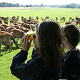 Summer deer feedng at Tatton Park