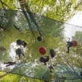 Treetop Nets