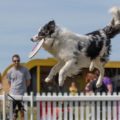 Frisbee display at Dog festival