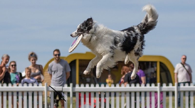 Frisbee display at Dog festival