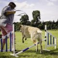 Fun Dog Show Tatton Park Farm