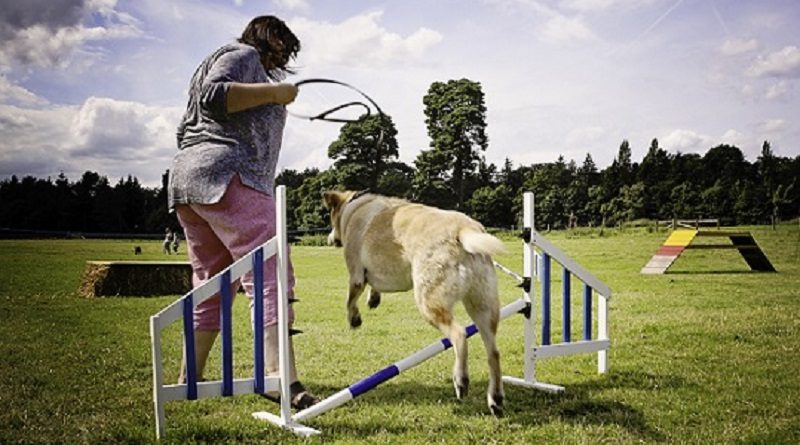 Fun Dog Show Tatton Park Farm