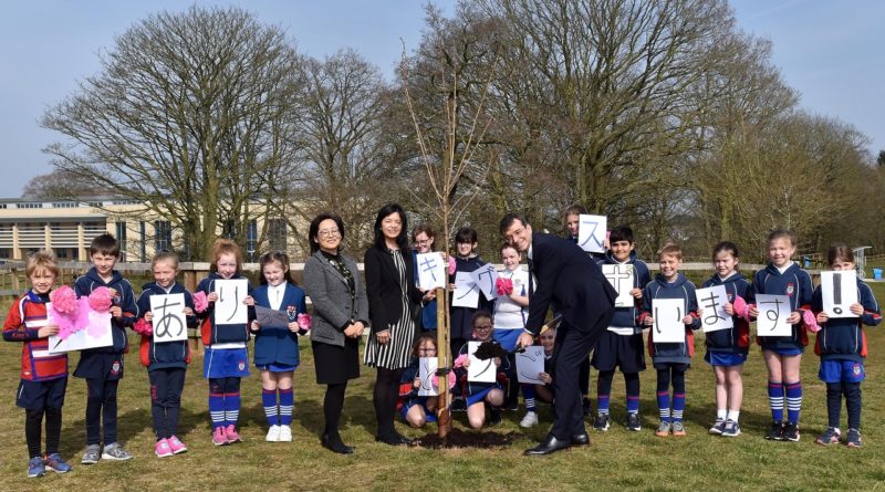 Planting Japanese Tree at King's