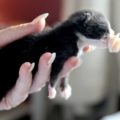 Baby kitten feeding from syringe