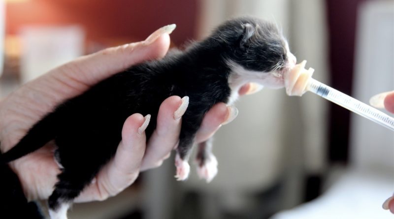 Baby kitten feeding from syringe