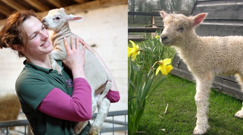 Lambing week at Tatton 2023