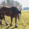 Tatton Park Animal Adoption Launch Weekend