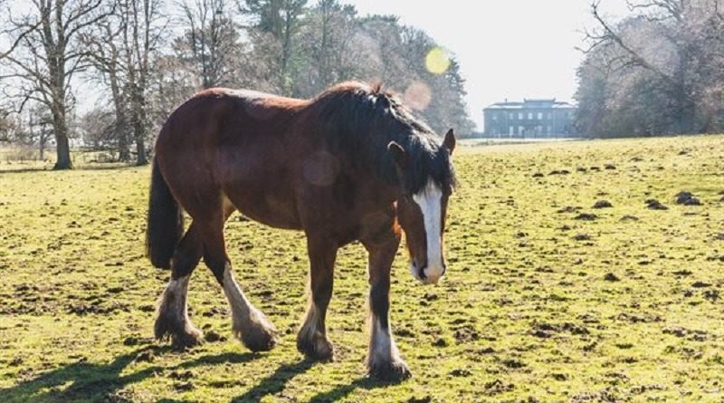 Tatton Park Animal Adoption Launch Weekend