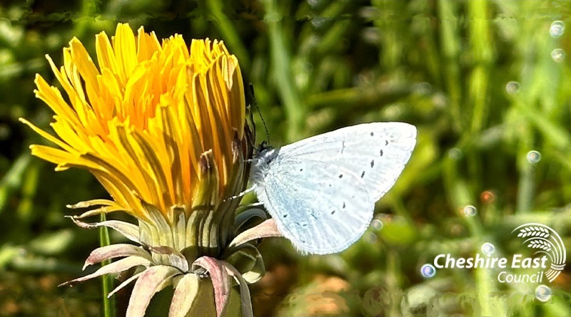 Holly Blue butterfly on Bluebell Meadow at Macclesfield Riverside Park | Cheshire East Rangers, May