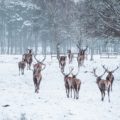 Tatton Park. Photo: Ross Miller