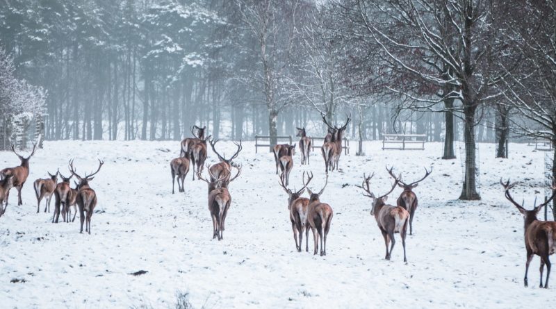 Tatton Park. Photo: Ross Miller