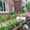 Mellory House Plant sale