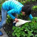 Boy is watering his harden