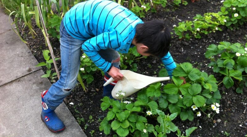 Boy is watering his harden