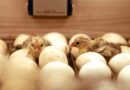 Newborn chicks and eggs in the incubator | Photo: @kgb0346, pexels