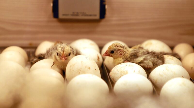 Newborn chicks and eggs in the incubator | Photo: @kgb0346, pexels