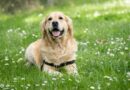 A dog in the grass