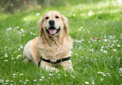 A dog in the grass