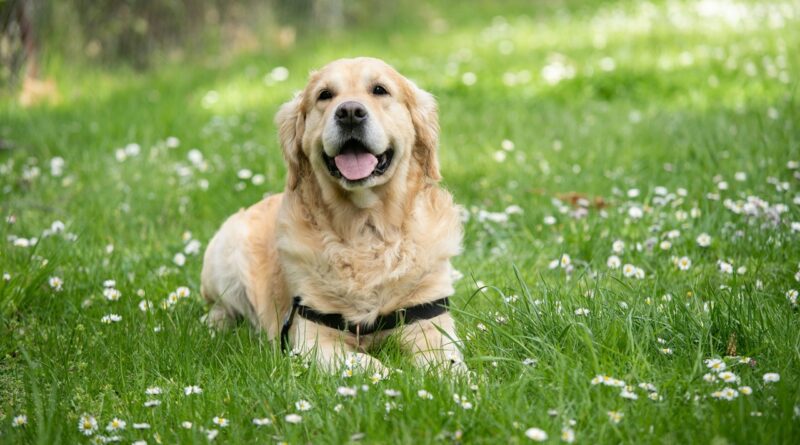 A dog in the grass